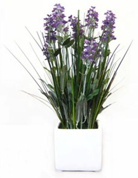 Lavender Plant